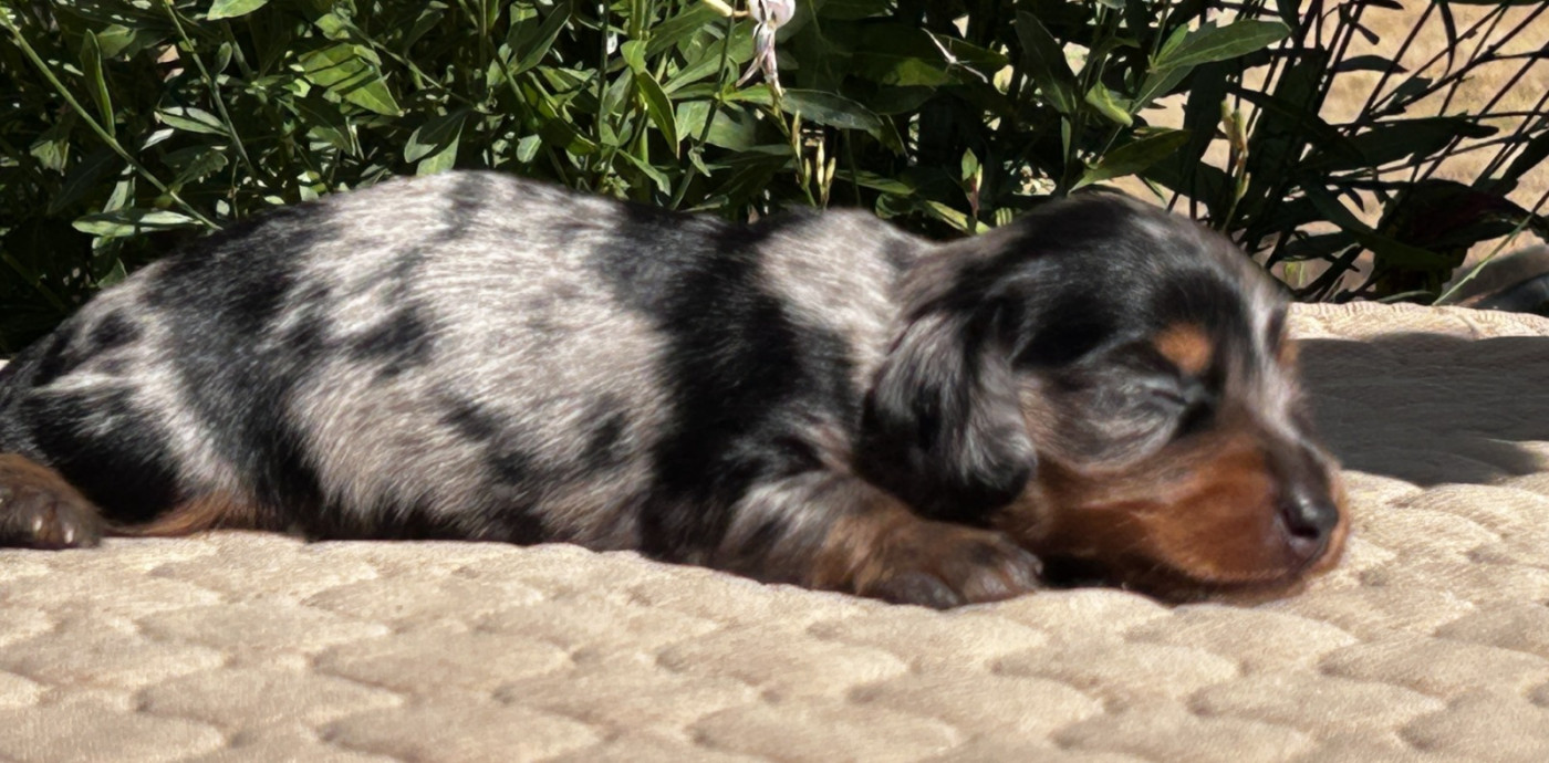 Nadine Lambelet Dido - Chiots disponibles - Teckel poil long