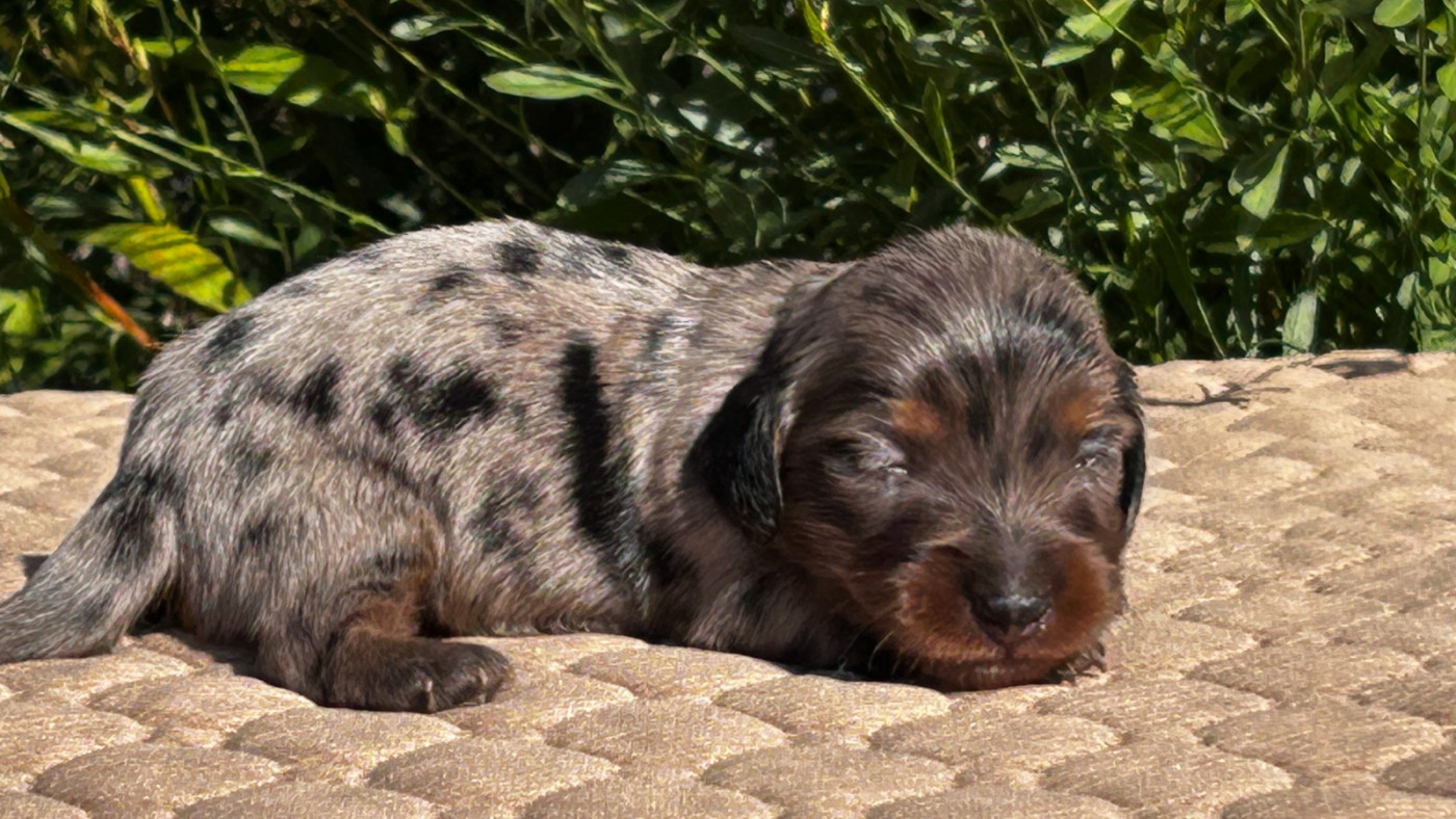 Nadine Lambelet Dido - Chiots disponibles - Teckel poil long