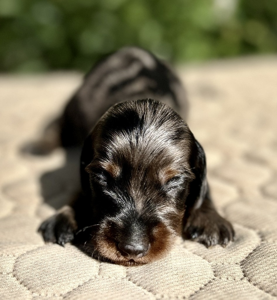 Nadine Lambelet Dido - Chiots disponibles - Teckel poil long
